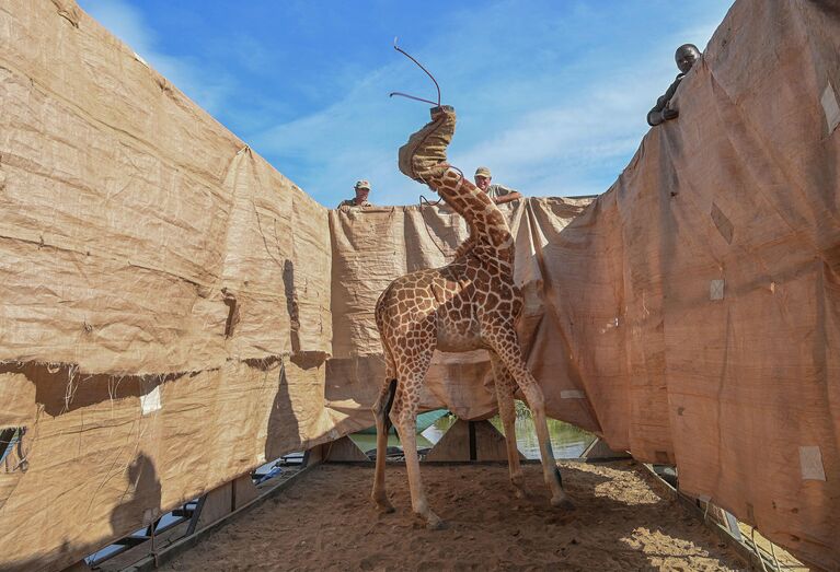 Rescue of Giraffes from Flooding Island фотографа  Ami Vitale, занявшего первое место в категории Природа. Одиночные фото в фотоконкурсе World Press Photo