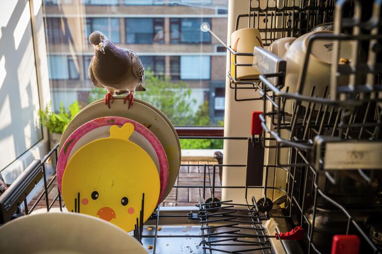 Pandemic Pigeons—A Love Story фотографа Jasper Doest, занявшего первое место в категории Природа. Серии в фотоконкурсе World Press Photo