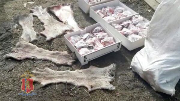 В Красноярском крае сотрудники полиции задержали подозреваемого в незаконной охоте на лосей