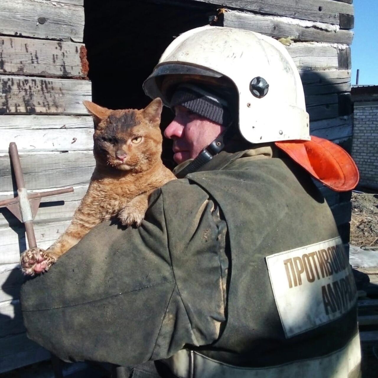 В Приамурье пожарные спасли рыжего кота - РИА Новости, 19.04.2021