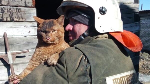 Кот, спасенный во время тушения огня в жилом доме в поселке Магдагачи Амурской области