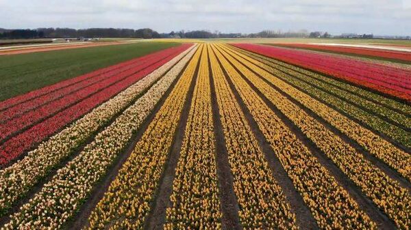 Разноцветное море: в садах Нидерландов распустились миллионы цветов