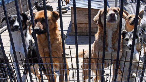 Полиция проверяет информацию о фургоне с бездомными собаками в Сочи