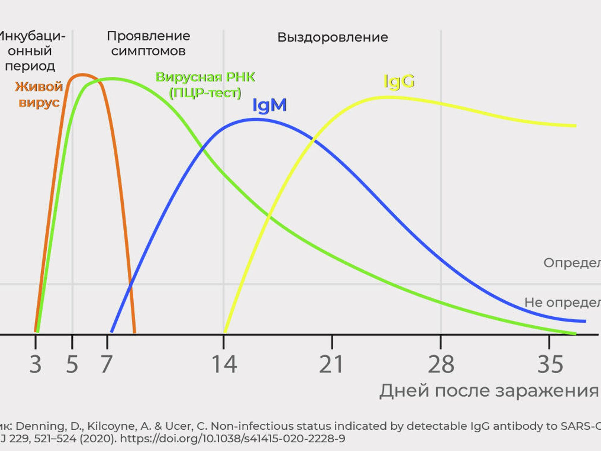 Иммуноглобулин М Сколько Сохраняется