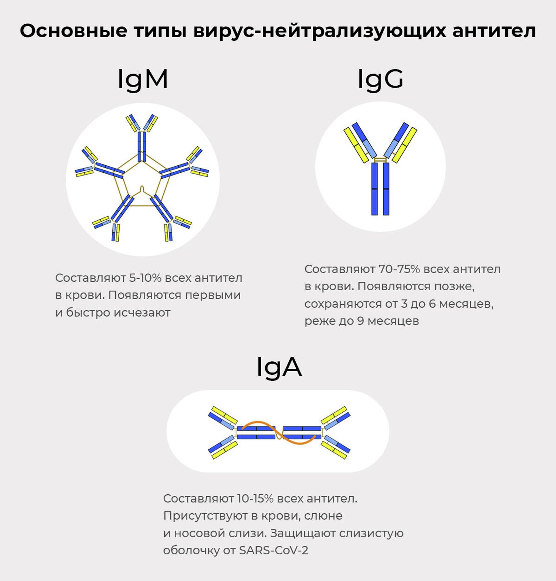 Основные типы антител - РИА Новости, 1920, 21.07.2021