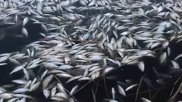 Мертвая рыба на берегу Азовского моря в Ейске
