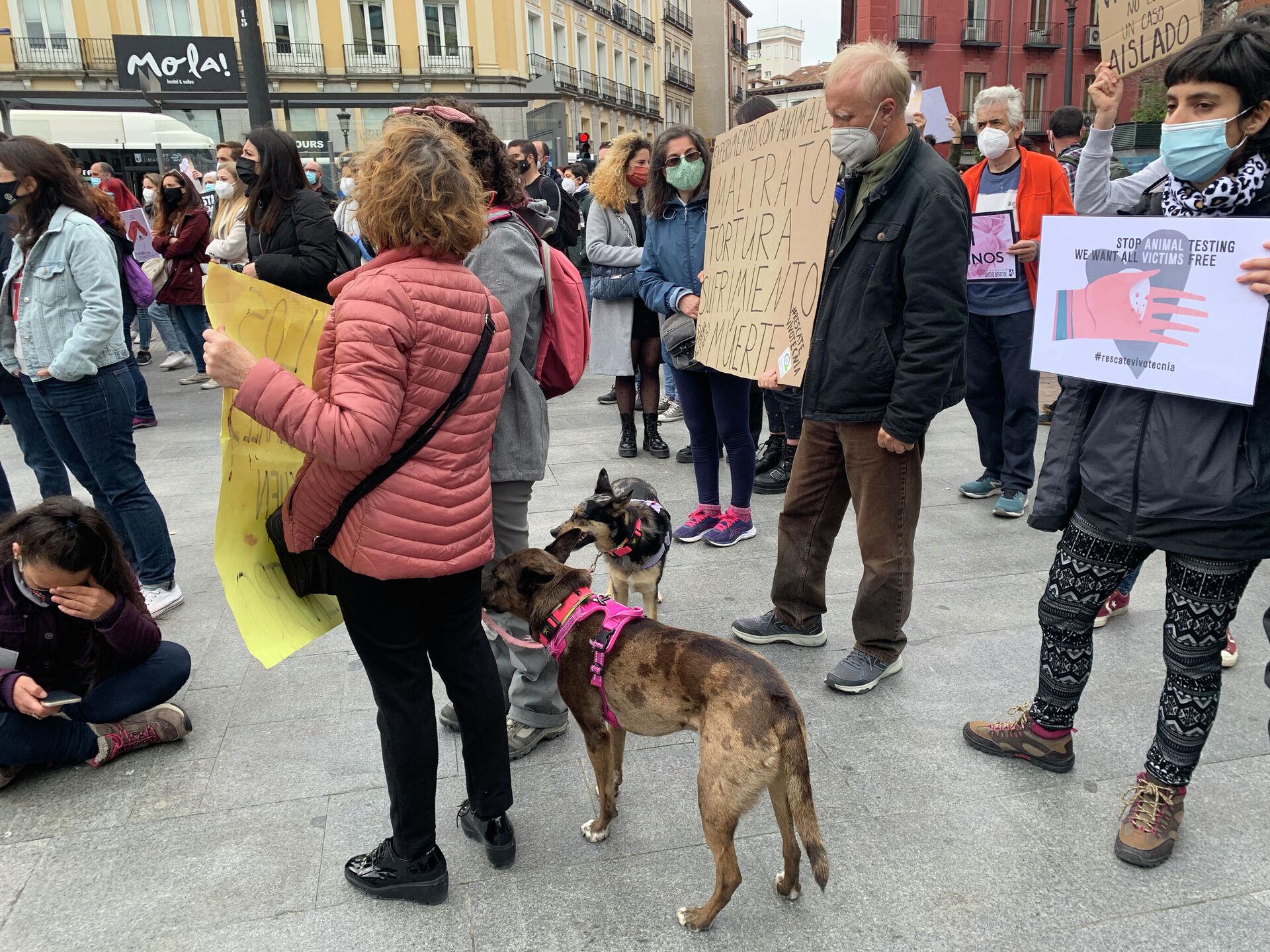 Акция протеста в Мадриде против использования животных в лабораторных исследованиях  - РИА Новости, 1920, 24.04.2021