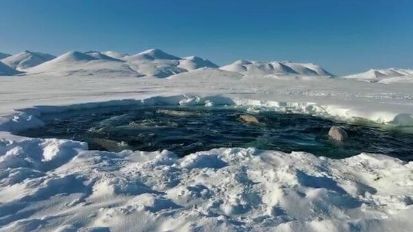 В ледяной ловушке: белухи оказались отрезаны от большой воды на Чукотке