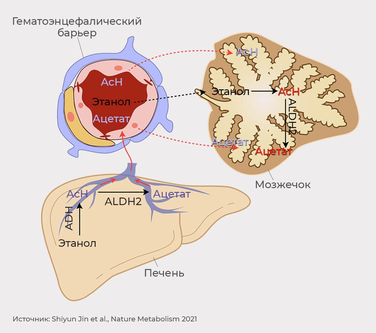Схема метаболизма этанола и его продуктов распада - РИА Новости, 1920, 27.04.2021