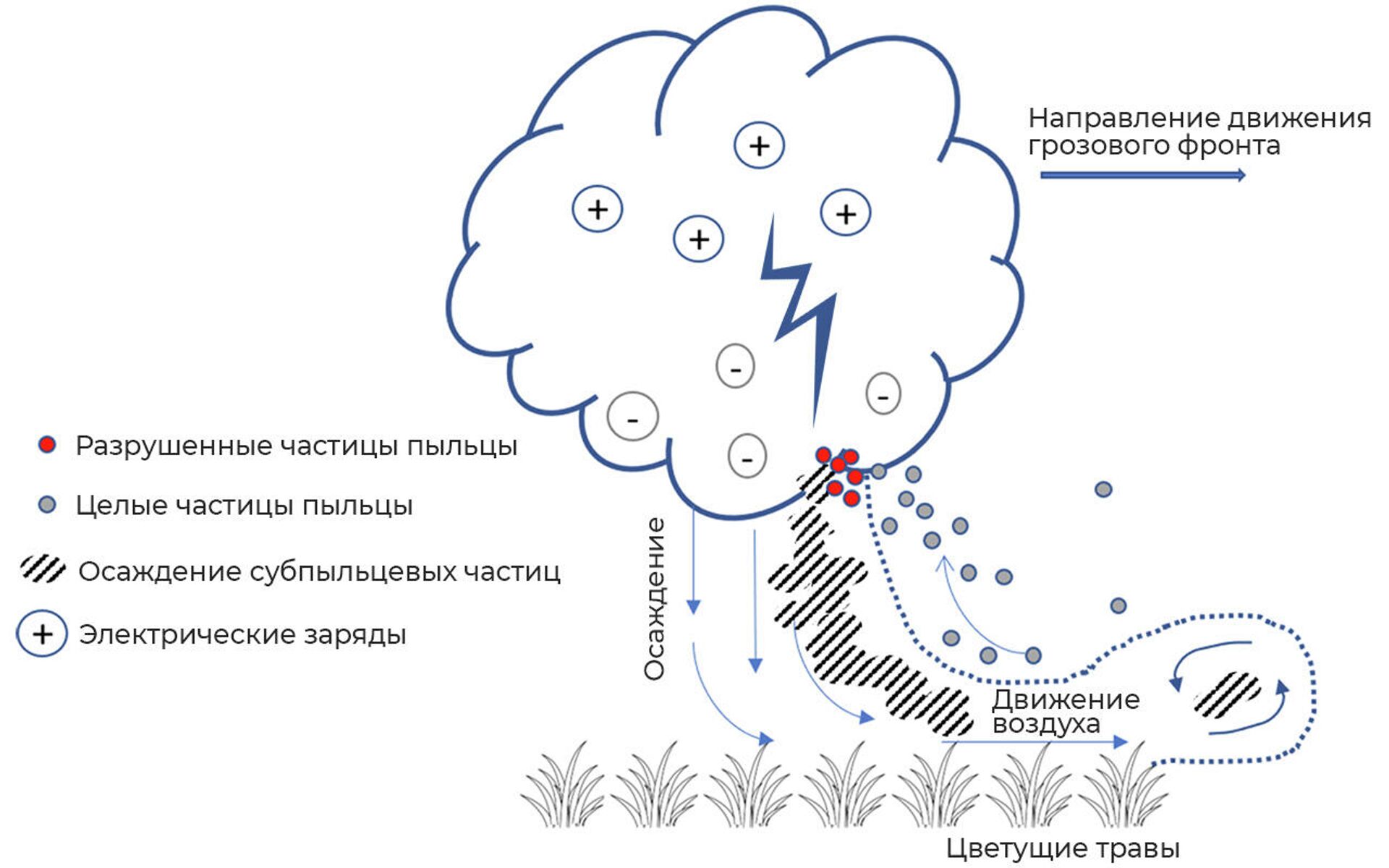 Схема разрыва частиц пыльцы в грозовом облаке - РИА Новости, 1920, 27.04.2021