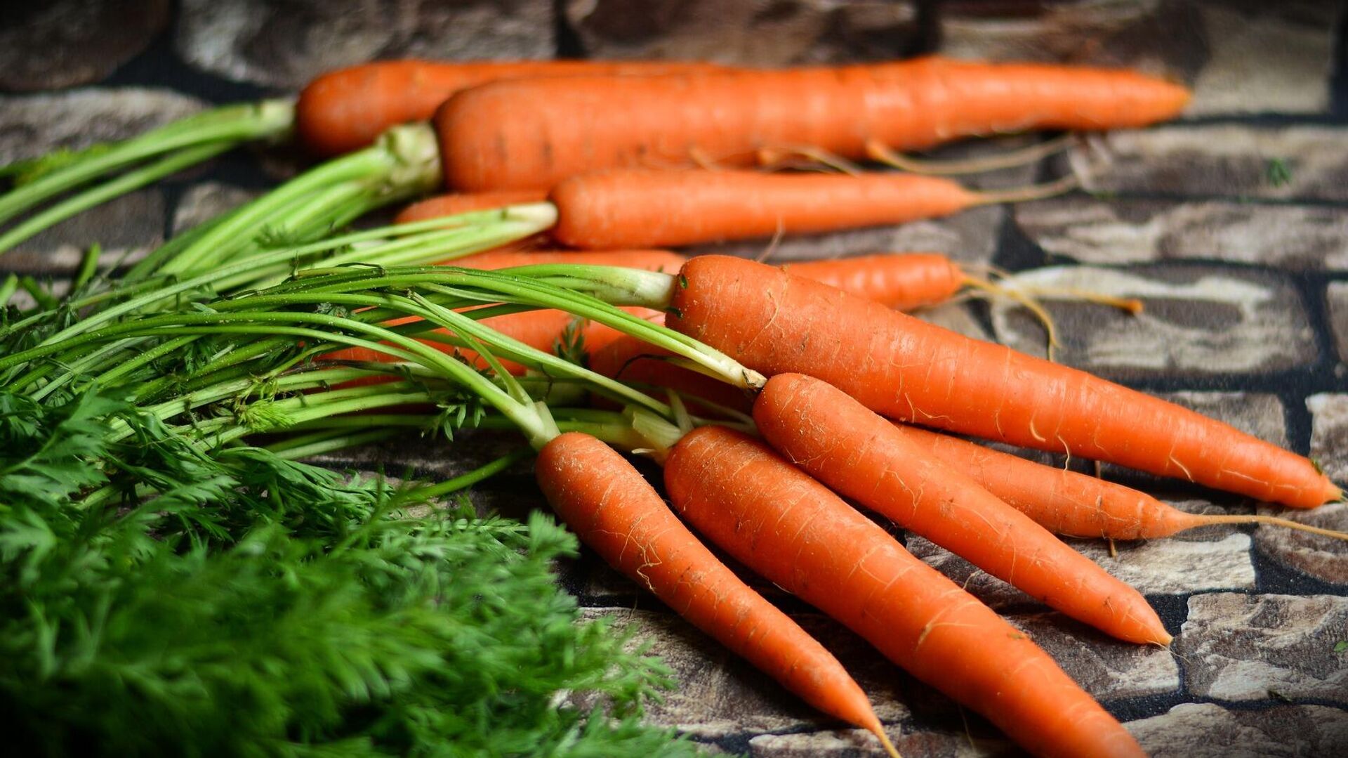 Когда сажать морковь в открытый грунт: как правильно сажать семена в 2023