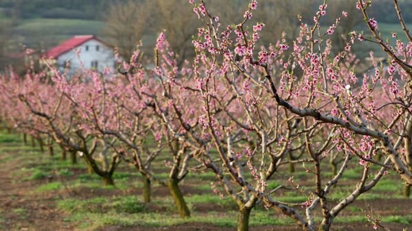 Цветущий персиковый сад в селе Шевченково Бахчисарайского района Крыма