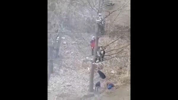 Школьники спасаются на дереве от стаи бродячих собак 