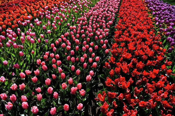 Тюльпаны в парке Кёкенхоф в Лиссе, Нидерланды
