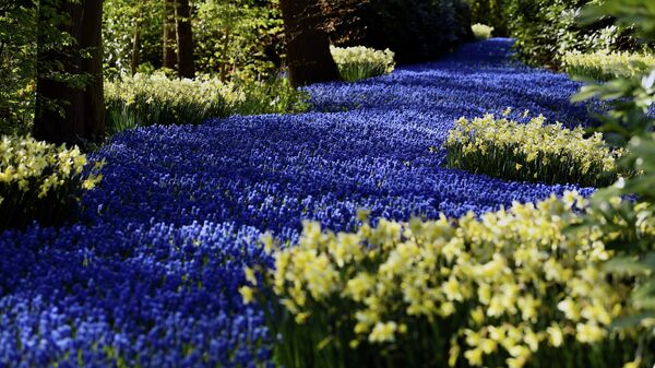 Цветы в парке Кёкенхоф в Лиссе, Нидерланды