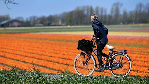 Девушка проезжает мимо цветочных полей в Лиссе, Нидерландах