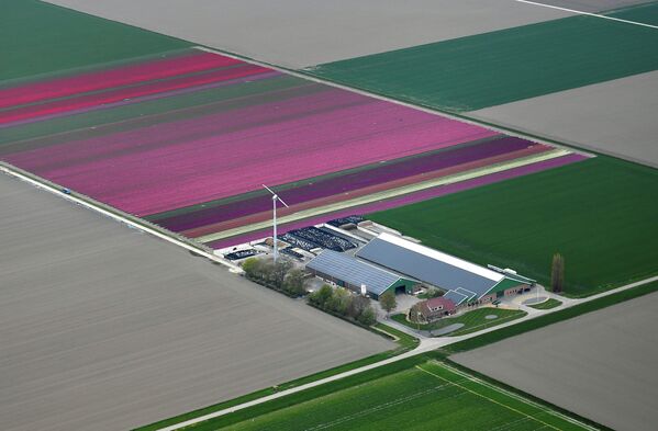 Цветочные поля в Лиссе, Нидерланды