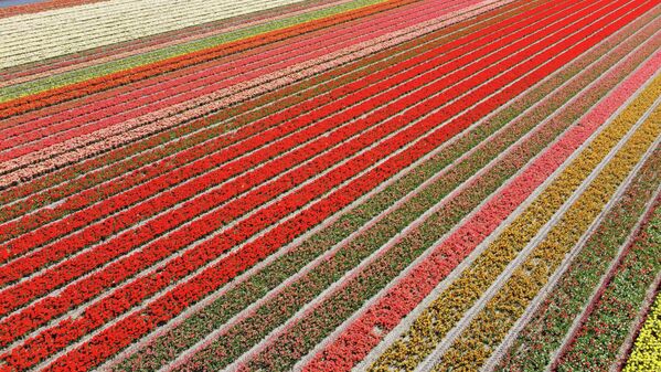 Цветочные поля в парке Кёкенхоф в Лиссе, Нидерланды
