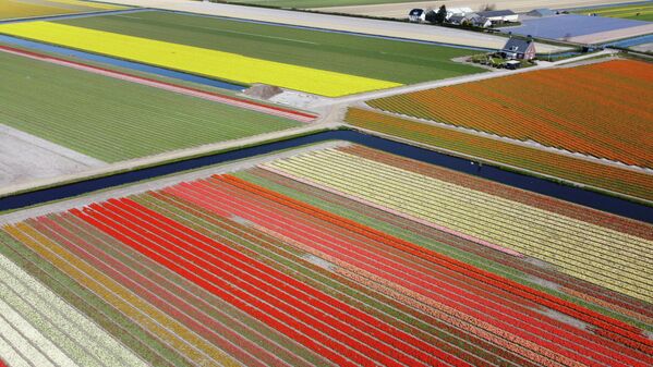 Цветочные поля возле парка Кёкенхоф в Лиссе, Нидерланды