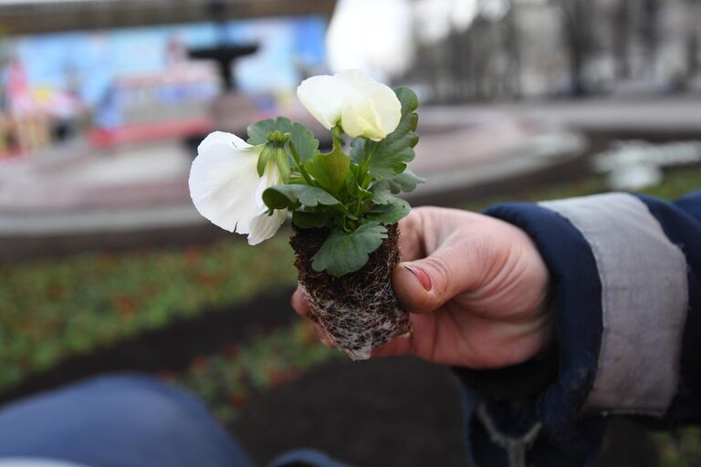 Высадка цветов в Москве