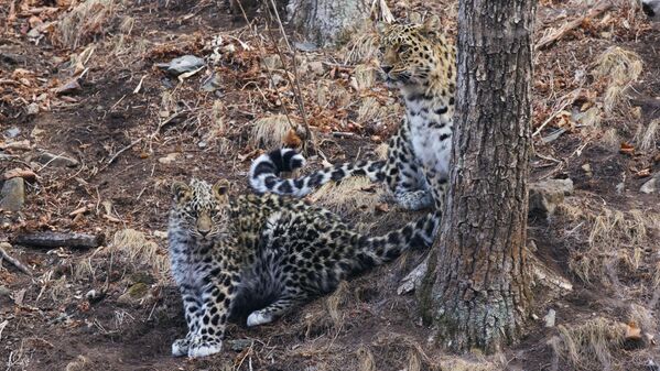 Леопарды в национальном парке Земля леопарда в Приморском крае