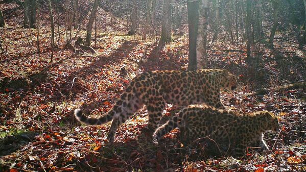 Леопарды в национальном парке Земля леопарда в Приморском крае