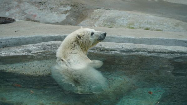 Белый медведь, спасенный с острова Большевик Красноярского края