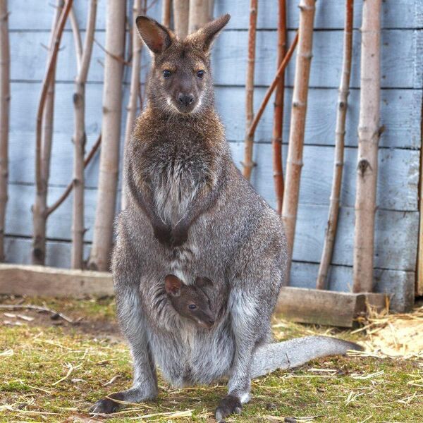 Детеныш кенгуру в Челябинском зоопарке