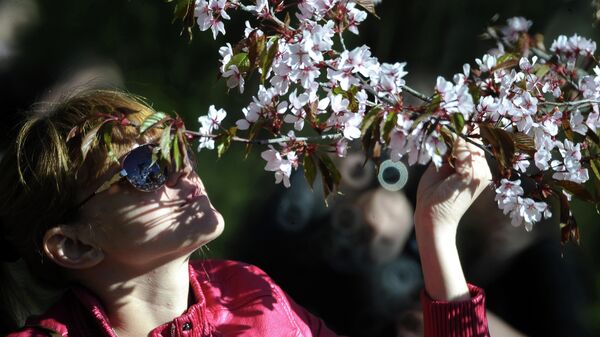 Девушка наблюдает за цветением сакуры в Главном ботаническом саду имени Н.В.Цицина Российской академии наук (РАН) в Москве.