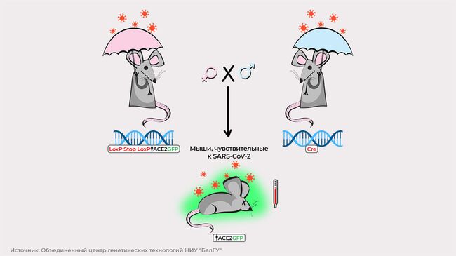 Мыши, чувствительные к SARS-CoV-2