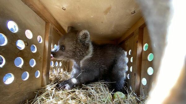 Медвежонок Умка во время транспортировки в Хабаровск