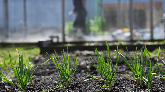 Грядка на дачном участке