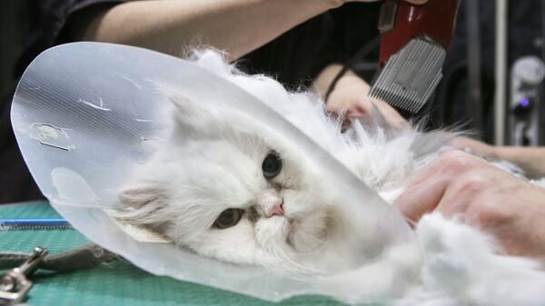 Кошка на процедуре груминга в салоне по стрижке собак и кошек в Москве