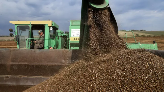 Уборка урожая гречки