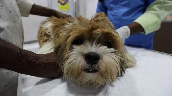 Карантин для собак: больные хозяева сдают питомцев в ветклинику в Индии