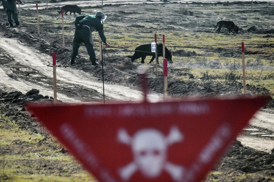Специалисты Национального агентства по очистке от мин территорий Азербайджана (ANAMA) со служебными собаками на месте разминирования