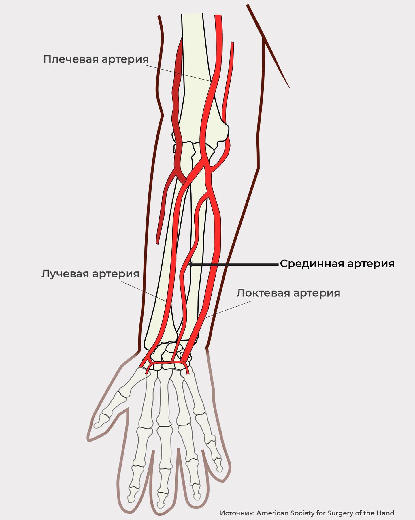 вены руки анатомия