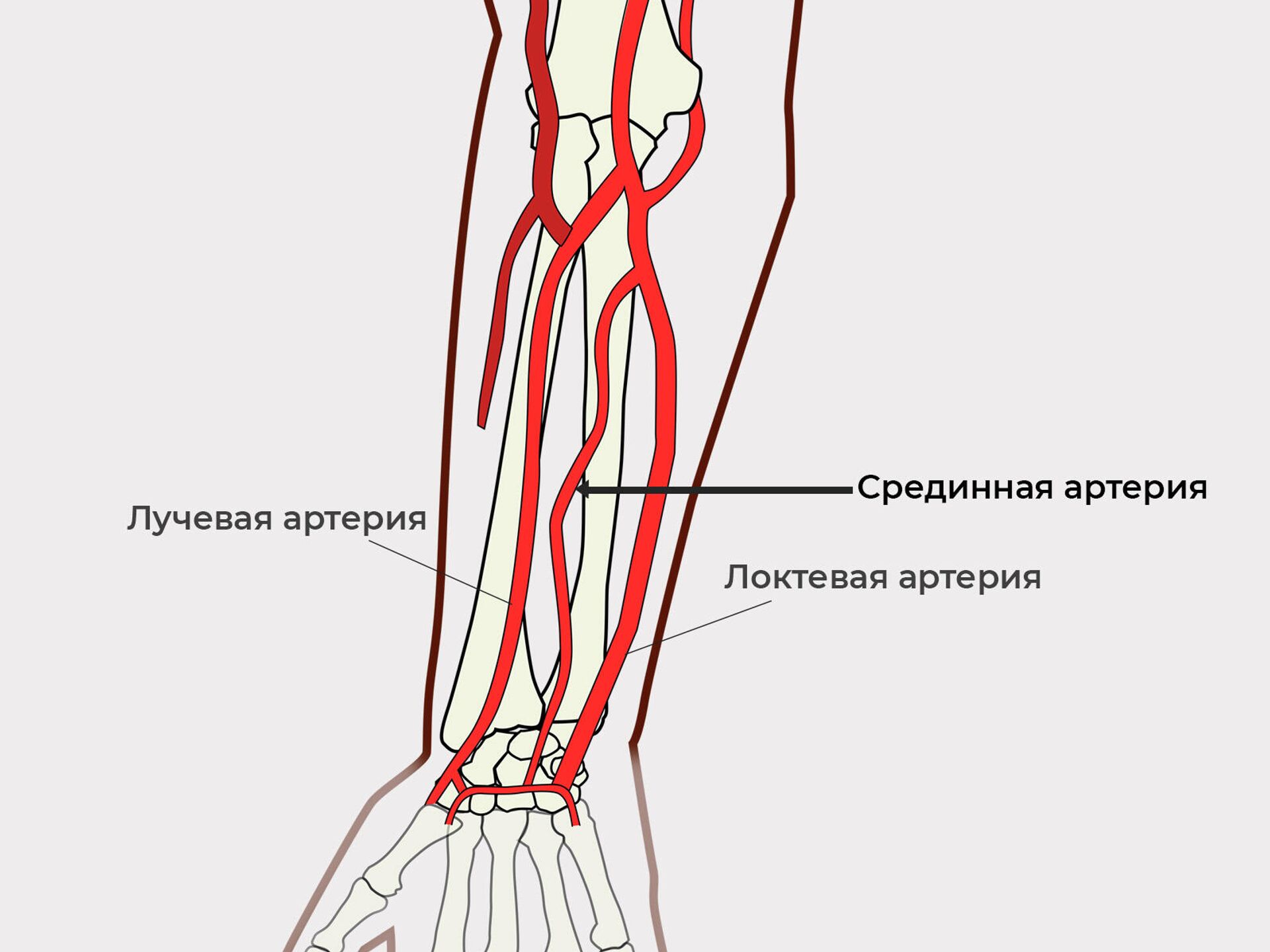 Правая лучевая артерия. Локтевая артерия анатомия. Плечевая и локтевая артерии. Лучевая артерия на предплечье. Артерии плечевой артерии.
