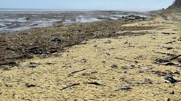 Икра сахалинской сельди, выброшенная на берег полуострова