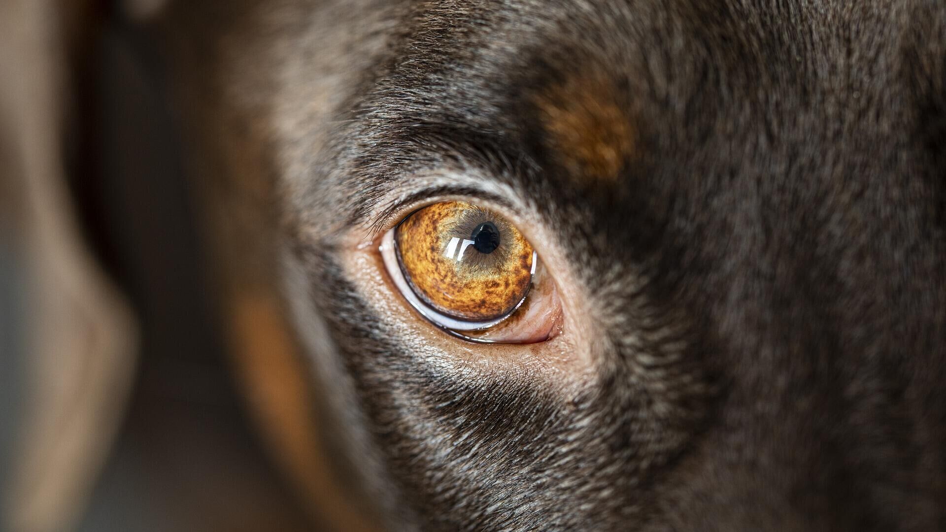 Модель глаза собаки