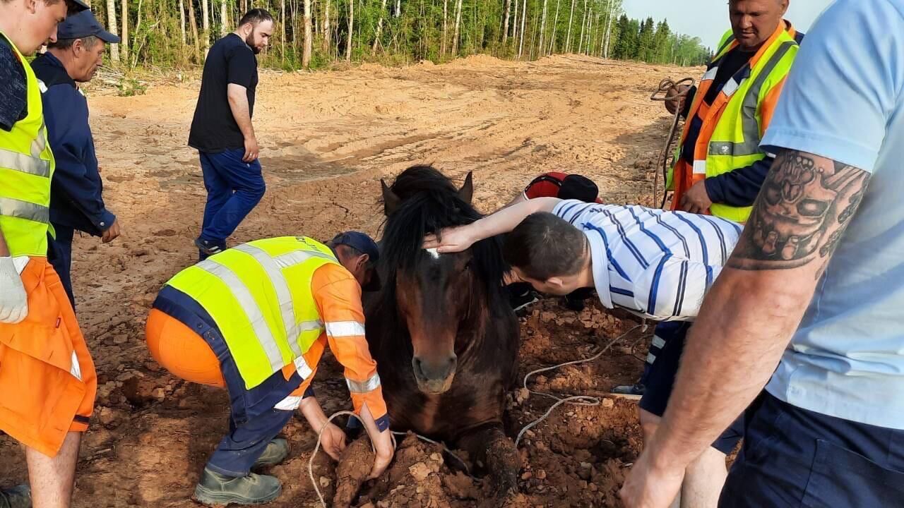 Лошадь застряла в глине на трассе Березники-Соликамск в Пермском крае - РИА Новости, 1920, 18.05.2021