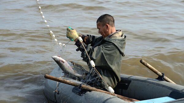 Рыбак вытаскивает из сети рыбу 