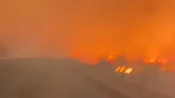 Лес в Тюменской области охвачен огнем 