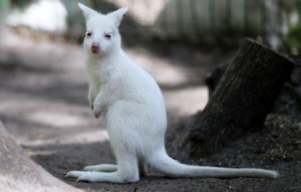 Кенгуренок-альбинос родился в зоопарке в Казани