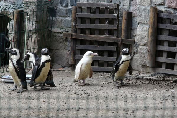 Пингвин-альбинос в Гданьском зоопарке в Польше