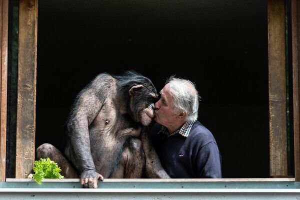 Владелец зоопарка Пьер Тивийон целует шимпанзе в зоопарке Сен-Мартен-ла-Плен