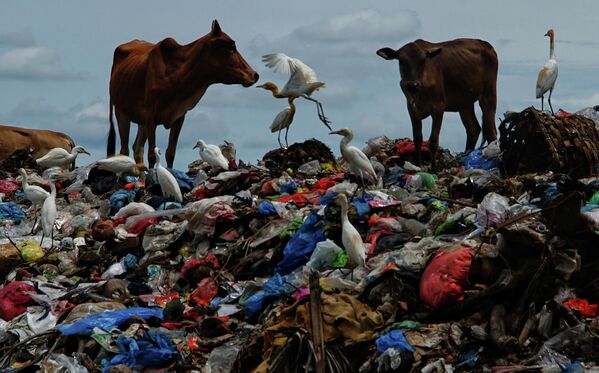 Коровы и чайки на горах мусора в Лхоксемаве 