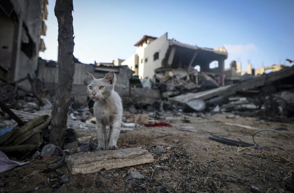 Кошка возле дома, разрушенного израильским авиаударом в городе Газа