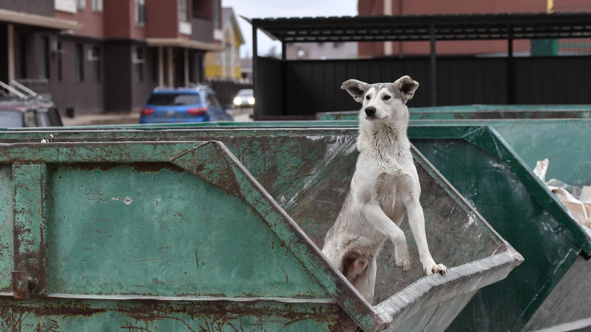 Бездомная собака в мусорном контейнере - РИА Новости, 1920, 17.10.2022