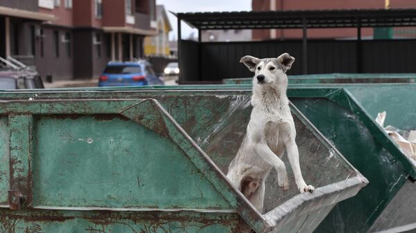 Бездомная собака в мусорном контейнере